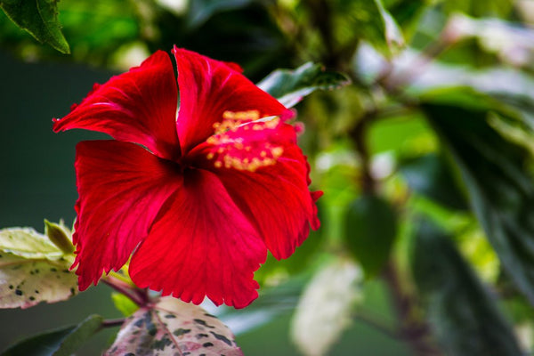Hibiscus - My Dear Red Friend These Days
